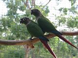GreenCheeks.jpg image by Turnkeys
